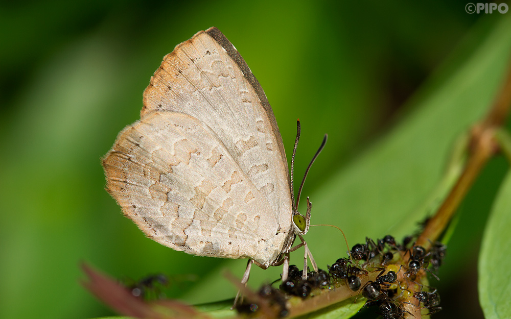 Miletus chinensis